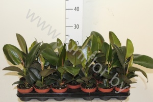 Фикус Ficus Robusta