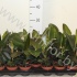 Фикус Ficus Robusta Фикус Ficus Robusta