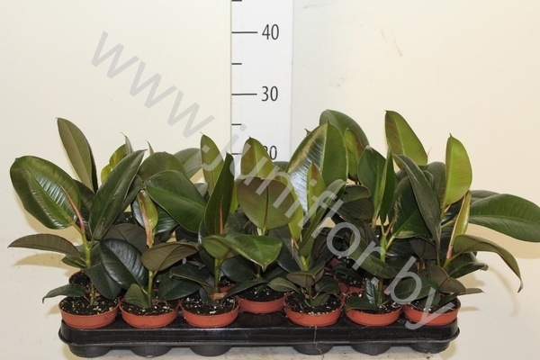 Фикус Ficus Robusta Фикус Ficus Robusta