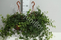 Плющ Hedera Goldchild
