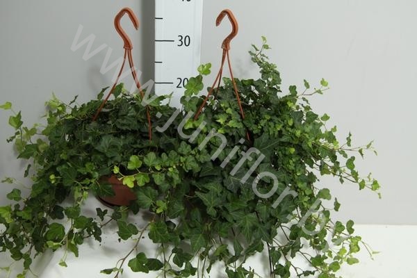 Плющ Hedera Goldchild