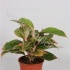 Аглаонема Aglaonema Tivoli Аглаонема Aglaonema Tivoli