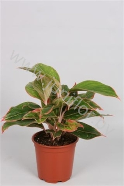 Аглаонема Aglaonema Tivoli