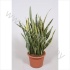 Сансевиерия Sansevieria Laurentii