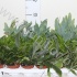 Папоротник микс Varens Gemengd Extra Папоротник микс Varens Gemengd Extra