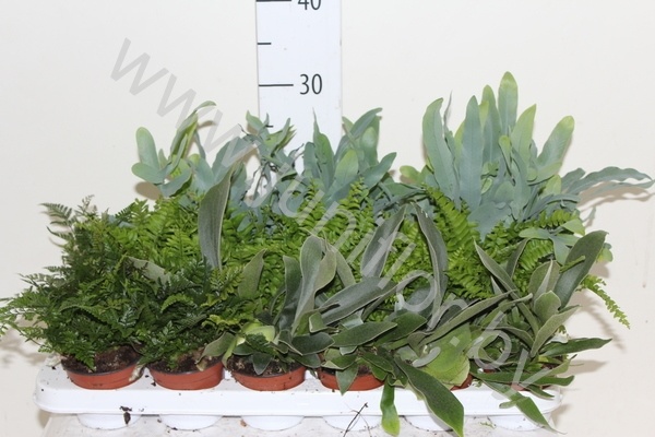 Папоротник микс Varens Gemengd Extra