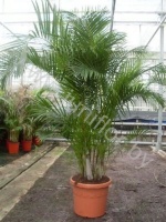 Арека Chrysalidocarpus Areca