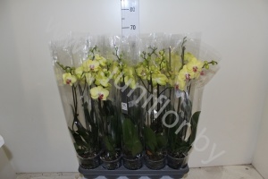 Фаленопсис Phal Golden Embers 2-tak