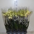 Фаленопсис Phal Golden Embers 2-tak Фаленопсис Phal Golden Embers 2-tak