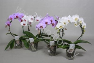 Фаленопсис Phal SpiegelBoog Mix