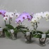 Фаленопсис Phal SpiegelBoog Mix Фаленопсис Phal SpiegelBoog Mix