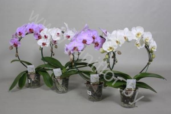 Фаленопсис Phal SpiegelBoog Mix Фаленопсис Phal SpiegelBoog Mix