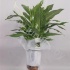 Спатифиллюм Spathiphyllum Cupido Compacto Natur