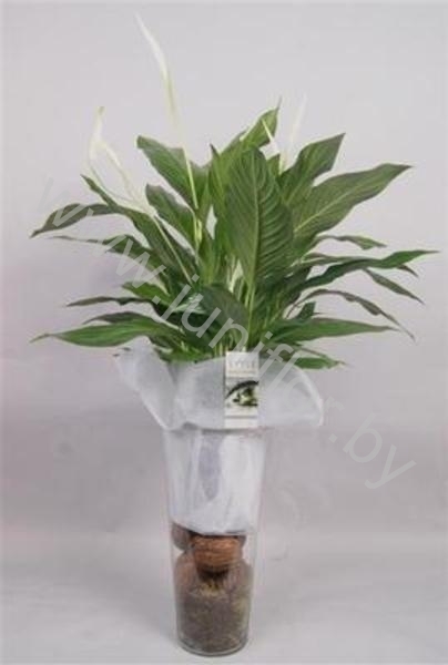 Спатифиллюм Spathiphyllum Cupido Compacto Natur