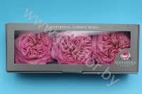 Стабилизированная роза Дэвида Остина Rose pr Dav.Aust.Miranda