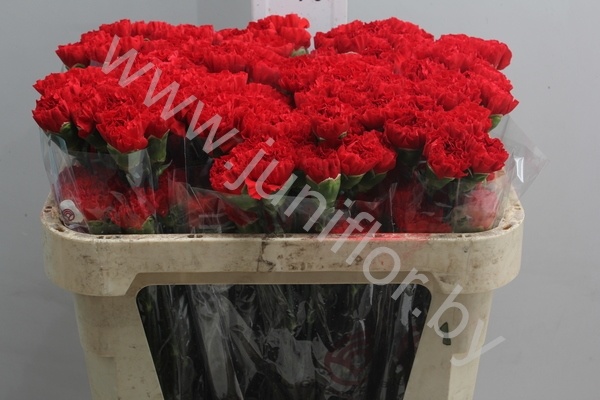 Гвоздика Red