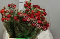 Ранункулус Ranunculus Red Baron