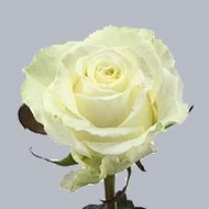 Роза Dolomiti