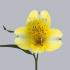 Alstromeria_Cosmo.jpg Альстромерия Cosmo
