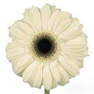 Гербера Ice Queen