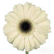 Гербера Ice Queen