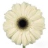 Гербера Ice Queen