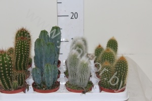 Кактус Cactus Zuil Gemengd