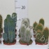 Кактус Cactus Zuil Gemengd Кактус Cactus Zuil Gemengd