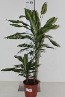 Драцена Dracaena Cintho 45-15