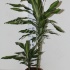 Драцена Dracaena Cintho 45-15 Драцена Dracaena Cintho 45-15