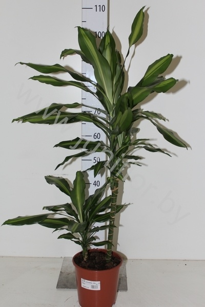 Драцена Dracaena Cintho 45-15
