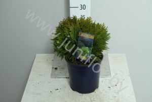 Туя Thuja Danica