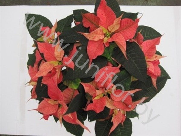 Пуансетия Euphorbia Christmas Feelings Fantasy