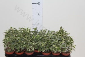 Фикус Ficus Samantha Bush