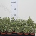 Фикус Ficus Samantha Bush Фикус Ficus Samantha Bush