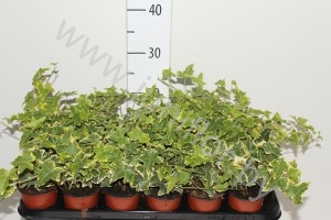 Плющ Hedera Goldchild