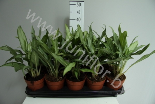 Аглаонема Aglaonema White Lance