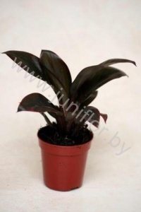 Кордилина Cordyline Purple Compacta