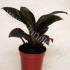 Кордилина Cordyline Purple Compacta Кордилина Cordyline Purple Compacta