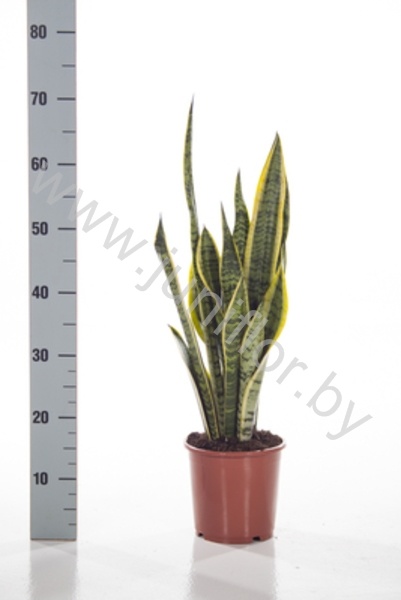 Сансевиерия Sansevieria Laurentii