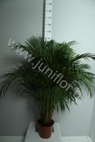 Арека Chrysalidocarpus Areca