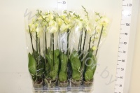 Фаленопсис Phal Golden Jaguar 2 tak