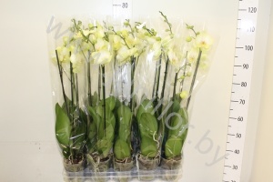 Фаленопсис Phal Golden Jaguar 2 tak