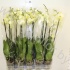 Фаленопсис Phal Golden Jaguar 2 tak Фаленопсис Phal Golden Jaguar 2 tak