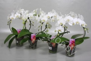 Фаленопсис Phal SpiegelBoog Wit