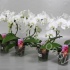 Фаленопсис Phal SpiegelBoog Wit Фаленопсис Phal SpiegelBoog Wit