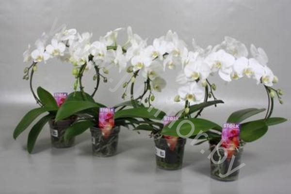 Фаленопсис Phal SpiegelBoog Wit Фаленопсис Phal SpiegelBoog Wit