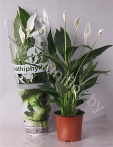 Спатифиллюм Spathiphyllum Cupido Compacto
