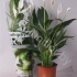 Спатифиллюм Spathiphyllum Cupido Compacto