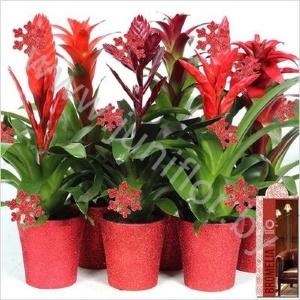 Бромелия Bromelia Classic Coziness Vegas Star
